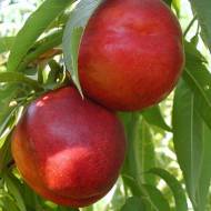 Саженец Нектарин колонновидный Роман